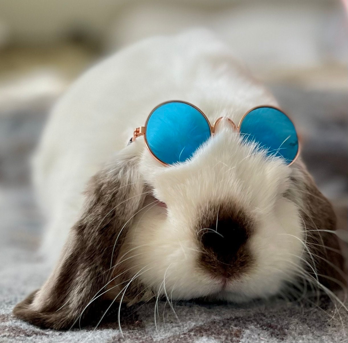 Bunny Sunny s Small Animal Sunglasses Moonlight Bunny Boutique