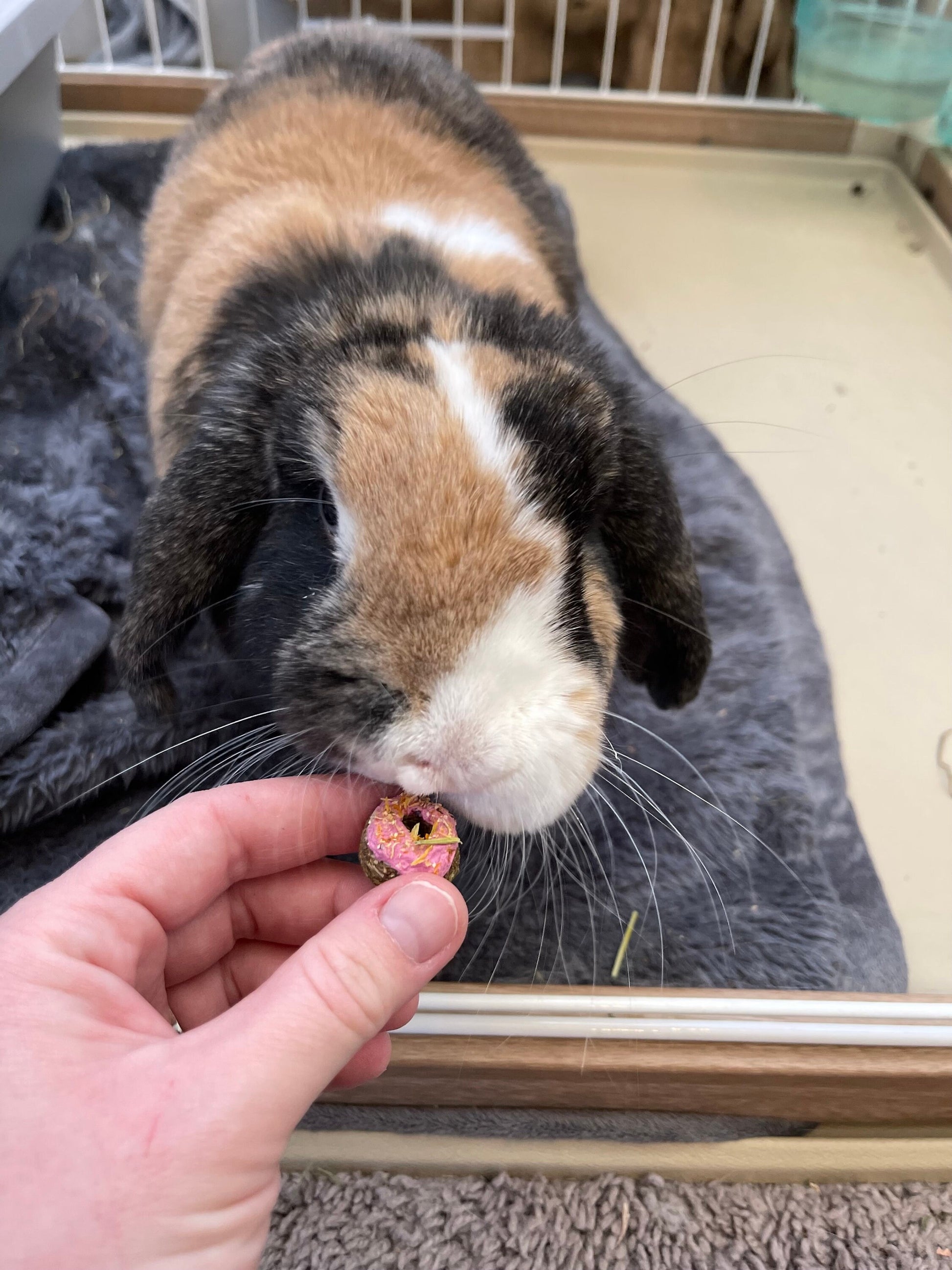 Mini Donuts~ OAT FREE base~ 5 Flavors! Bite sized healthy all natural treats for rabbits, hamsters, guinea pigs, mice, & other small animals