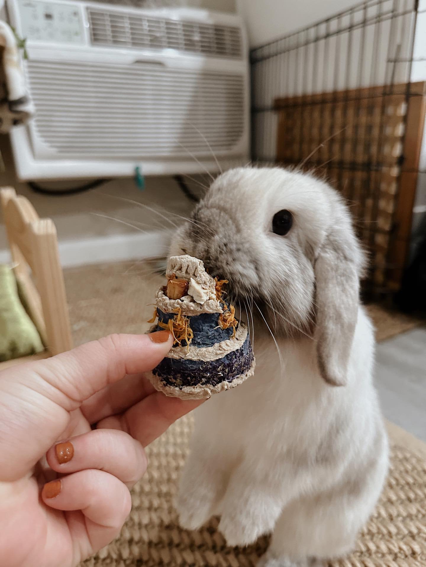 Bunny Birthday Cakes~ Mini Custom Gotcha Day/Rabbit Cake